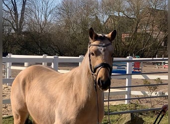 German Riding Pony, Mare, 4 years, 14 hh, Dun