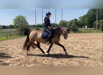 Deutsches Reitpony, Stute, 4 Jahre, 14 hh, Falbe