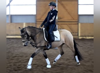 German Riding Pony, Mare, 4 years, 14 hh, Dun