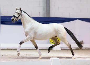 German Riding Pony, Mare, 4 years, 14 hh, Dun