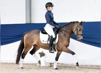 German Riding Pony, Mare, 4 years, 14 hh, Dun