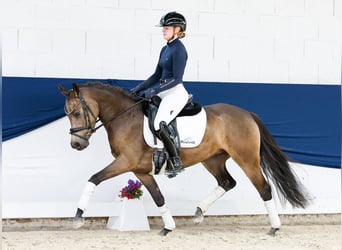 German Riding Pony, Mare, 4 years, 14 hh, Dun