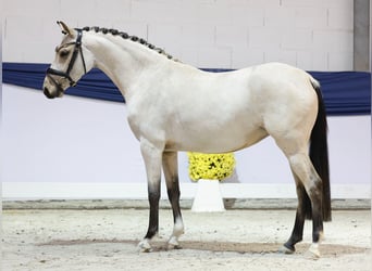 German Riding Pony, Mare, 4 years, 14 hh, Dun