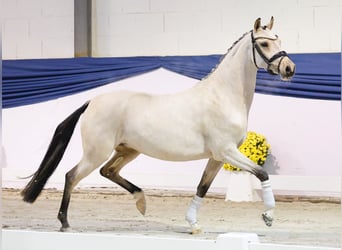 German Riding Pony, Mare, 4 years, 14 hh, Dun