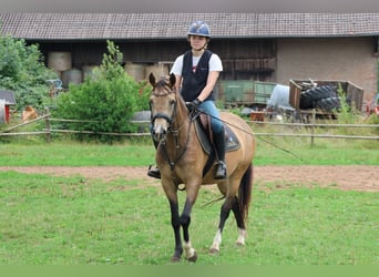 German Riding Pony Mix, Mare, 4 years, 14 hh, Dun