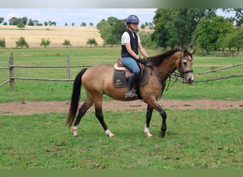 German Riding Pony Mix, Mare, 4 years, 14 hh, Dun