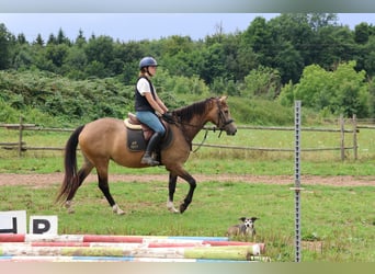 German Riding Pony Mix, Mare, 4 years, 14 hh, Dun
