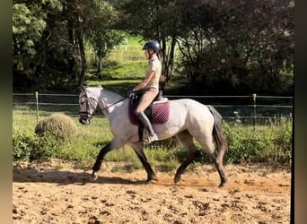 German Riding Pony, Mare, 4 years, 14 hh, Grey-Dark-Tan