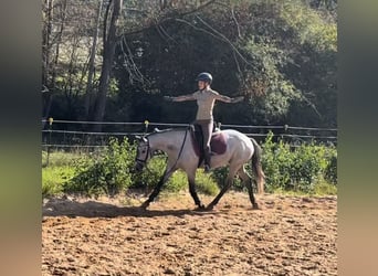 German Riding Pony, Mare, 4 years, 14 hh, Grey-Dark-Tan