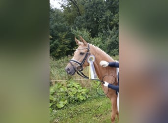 German Riding Pony, Mare, 4 years, 14 hh, Palomino