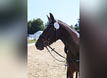 German Riding Pony, Mare, 4 years, 14,1 hh, Bay-Dark