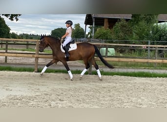 German Riding Pony, Mare, 4 years, 14,1 hh, Bay-Dark