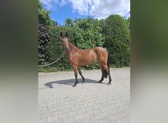 German Riding Pony, Mare, 4 years, 14,1 hh, Brown