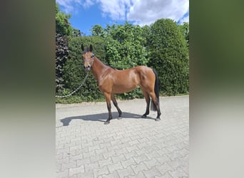 German Riding Pony, Mare, 4 years, 14,1 hh, Brown