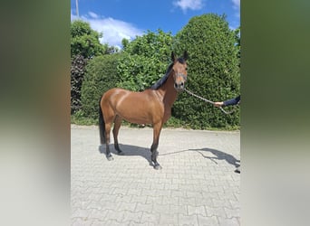 German Riding Pony, Mare, 4 years, 14,1 hh, Brown