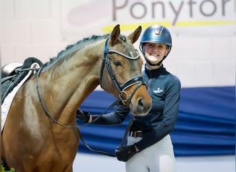 German Riding Pony, Mare, 4 years, 14,1 hh, Brown