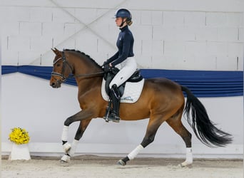 German Riding Pony, Mare, 4 years, 14,1 hh, Brown