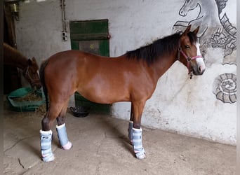German Riding Pony, Mare, 4 years, 14,1 hh, Brown