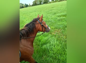 German Riding Pony, Mare, 4 years, 14,1 hh, Brown