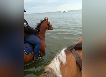German Riding Pony, Mare, 4 years, 14,1 hh, Brown