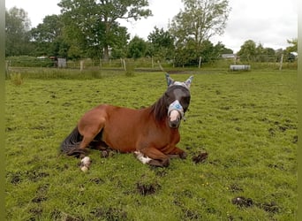 German Riding Pony, Mare, 4 years, 14,1 hh, Brown