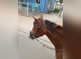 German Riding Pony, Mare, 4 years, 14,1 hh, Brown