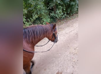 German Riding Pony, Mare, 4 years, 14,1 hh, Brown