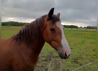 German Riding Pony, Mare, 4 years, 14,1 hh, Brown