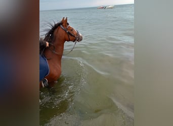 German Riding Pony, Mare, 4 years, 14,1 hh, Brown