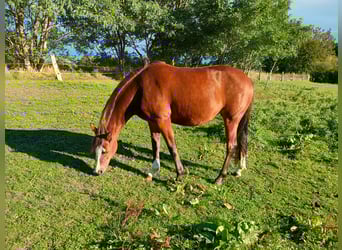 German Riding Pony, Mare, 4 years, 14,1 hh, Brown