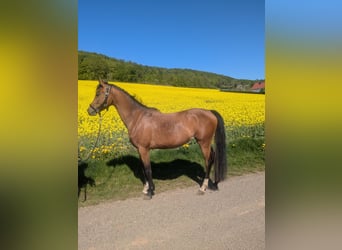 German Riding Pony Mix, Mare, 4 years, 14,1 hh, Brown