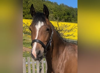 German Riding Pony Mix, Mare, 4 years, 14,1 hh, Brown