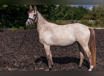 German Riding Pony, Mare, 4 years, 14,1 hh, Buckskin
