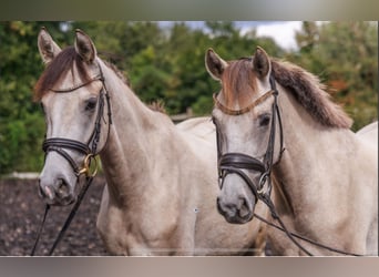German Riding Pony, Mare, 4 years, 14,1 hh, Buckskin