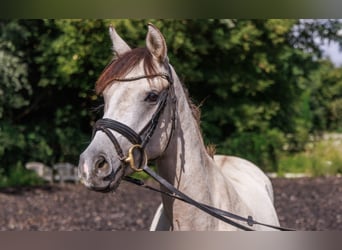 German Riding Pony, Mare, 4 years, 14,1 hh, Buckskin