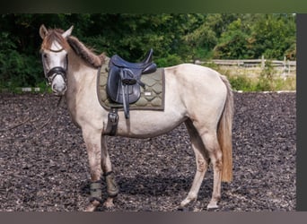 German Riding Pony, Mare, 4 years, 14,1 hh, Buckskin