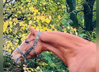 German Riding Pony, Mare, 4 years, 14,1 hh, Chestnut