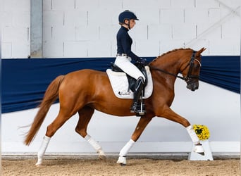 German Riding Pony, Mare, 4 years, 14,1 hh, Chestnut-Red