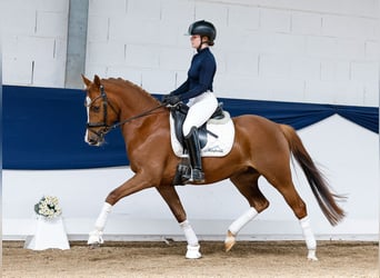 German Riding Pony, Mare, 4 years, 14,1 hh, Chestnut-Red