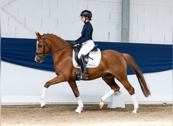 German Riding Pony, Mare, 4 years, 14,1 hh, Chestnut-Red