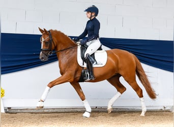 German Riding Pony, Mare, 4 years, 14,1 hh, Chestnut-Red