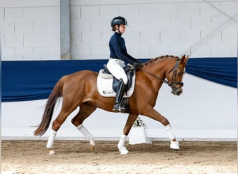 German Riding Pony, Mare, 4 years, 14,1 hh, Chestnut-Red