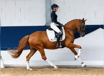 German Riding Pony, Mare, 4 years, 14,1 hh, Chestnut-Red