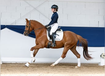 German Riding Pony, Mare, 4 years, 14,1 hh, Chestnut-Red