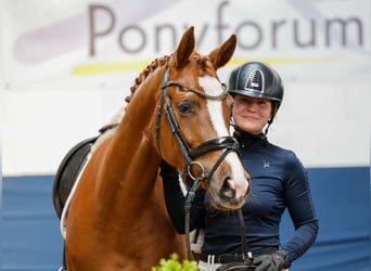 German Riding Pony, Mare, 4 years, 14,1 hh, Chestnut-Red