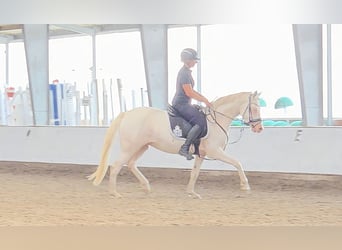 German Riding Pony, Mare, 4 years, 14,1 hh, Cremello