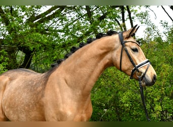 German Riding Pony, Mare, 4 years, 14,1 hh, Dun
