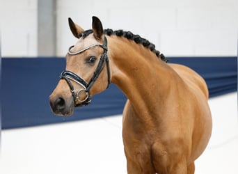 German Riding Pony, Mare, 4 years, 14,1 hh, Dun