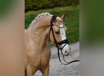 German Riding Pony, Mare, 4 years, 14,1 hh, Palomino