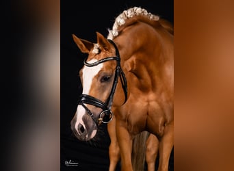 German Riding Pony, Mare, 4 years, 14,1 hh, Palomino